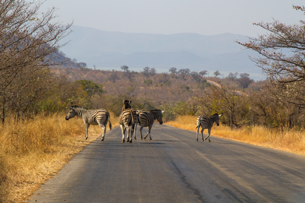 20120731   Sudafrica 0549